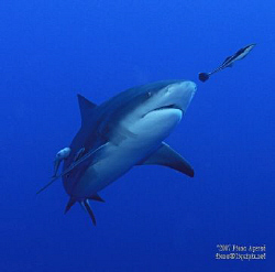 not I'm NOT food. Beautiful bull shark following its remo... by Fiona Ayerst 